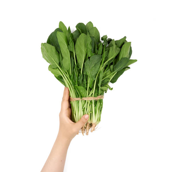 istock Female hand holding spinach on a white background 1153118711