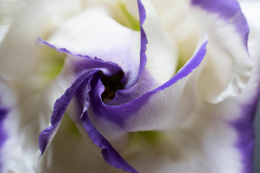 Purple bordered white flower