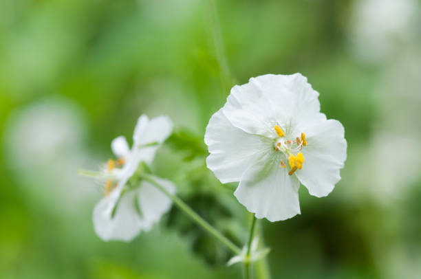 Geranum