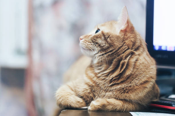 istock Ginger Hair Red Cat at Home 1153119940