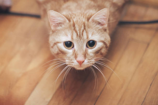 istock Ginger Hair Red Cat at Home 1153120399