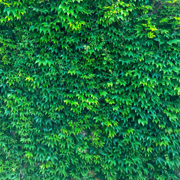 istock Thick thickets of ivy. 1153123630