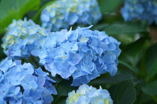 istock Flowers at Kamakura 1153129053