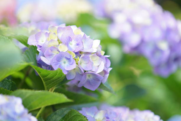 istock Flowers at Kamakura 1153130118