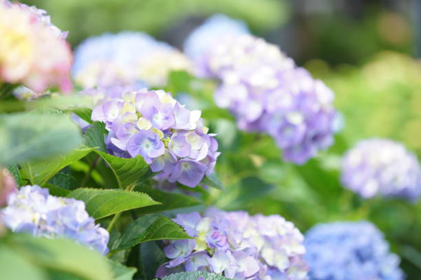 istock Flowers at Kamakura 1153130122