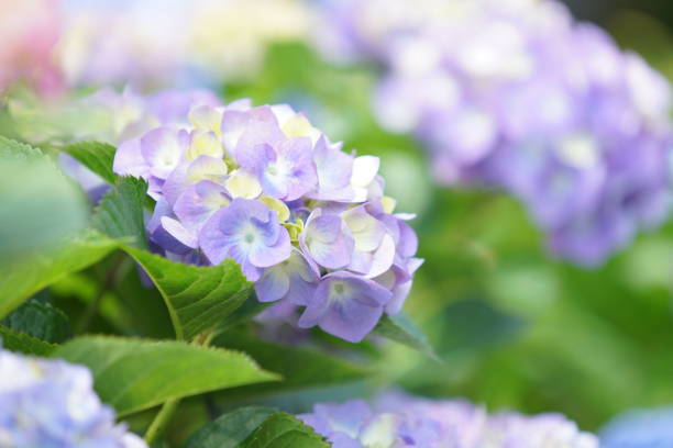 istock Flowers at Kamakura 1153130145