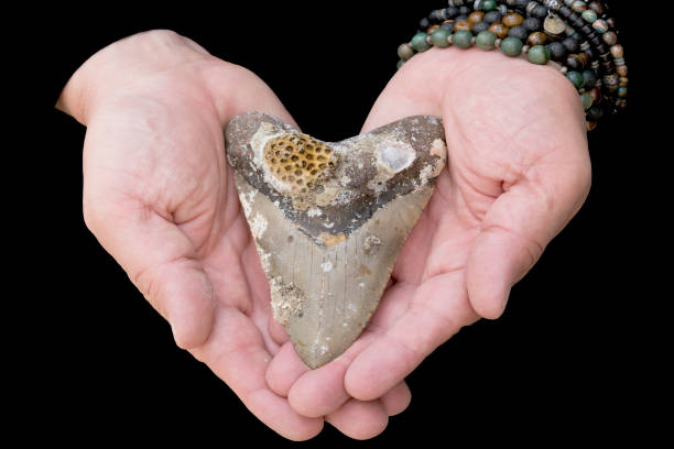 istock Uncleaned Megalodon Shark Tooth in hands on Black Background 1153130941