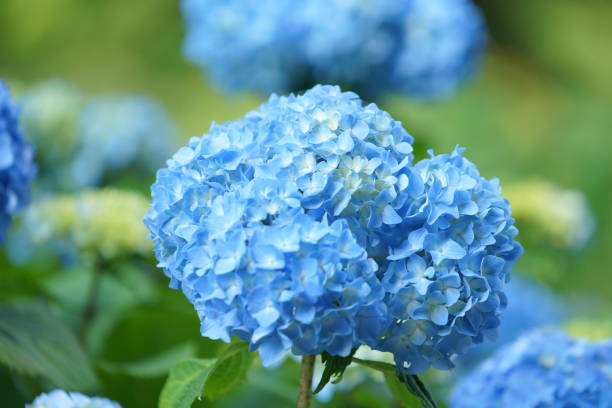 istock Flowers at Kamakura 1153131194