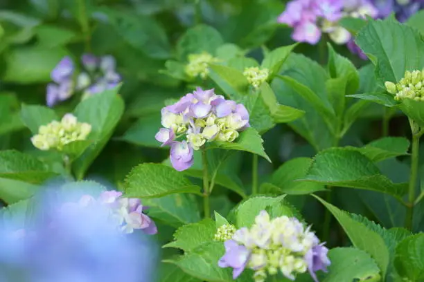 Flowers at Kamakura