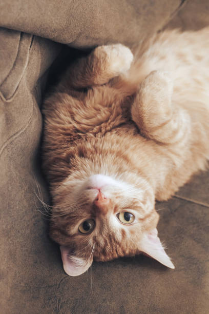 istock Ginger Hair Cat 1153131975