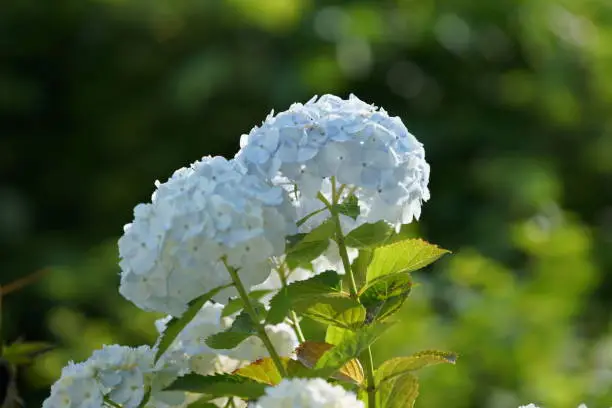 Flowers at Kamakura