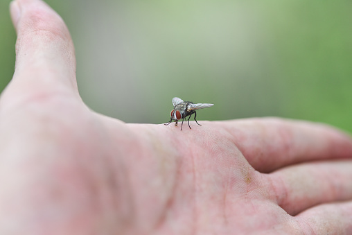 House fly on human skin hand / Close up fly macro