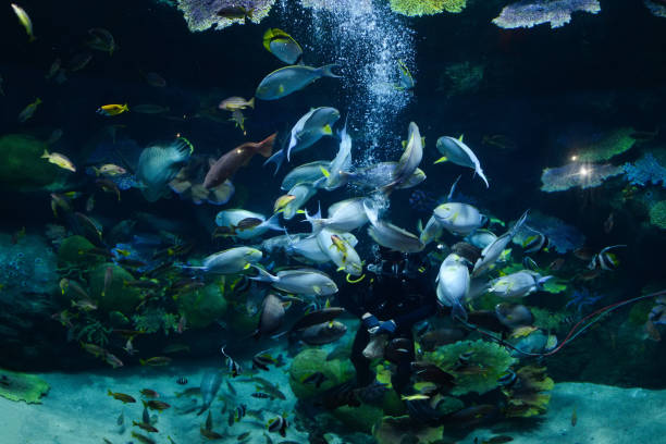istock Feeding fish / Man dive feed school fish eating food underwater deep ocean live 1153132290