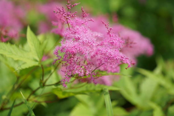 istock Flowers at Kamakura 1153132951