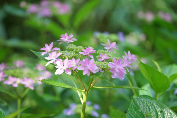 istock Flowers at Kamakura 1153133011