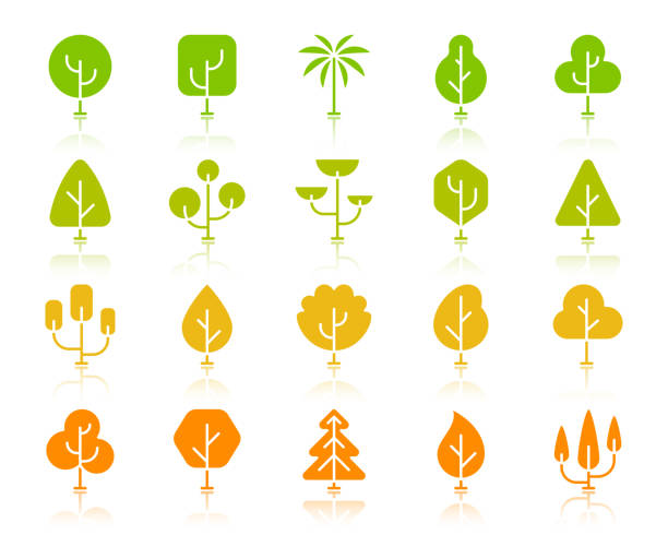 geometrische bäume farbe silhouette ikonen vektor-set - poplar tree forest oak tree autumn stock-grafiken, -clipart, -cartoons und -symbole
