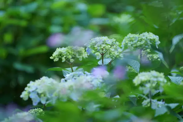 Flowers at Kamakura