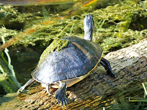 istock Florida Red-bellied Cooter (Pseudemys rubriventris) resting on a log with algae on its shell 1153134981
