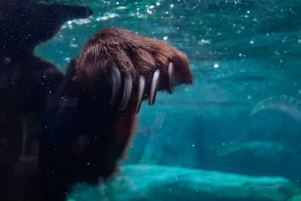 Grizzly Bear Claw in the Water