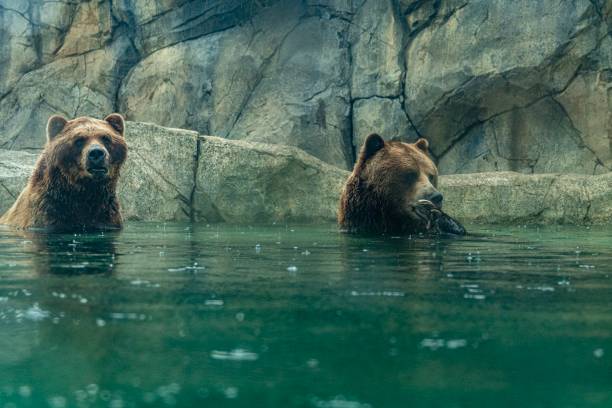 Two Grizzly Bears Sitting in the Water