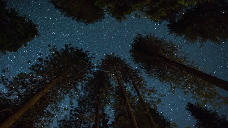 Milky Way Night Sky - Above the Treetops