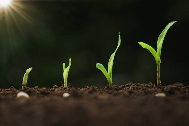 istock close up young corn growing step in farm 1153145892