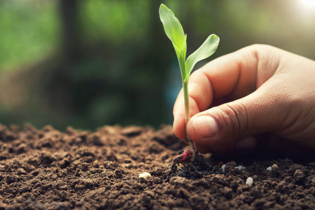 istock hand holding young corn for planting in garden 1153145896