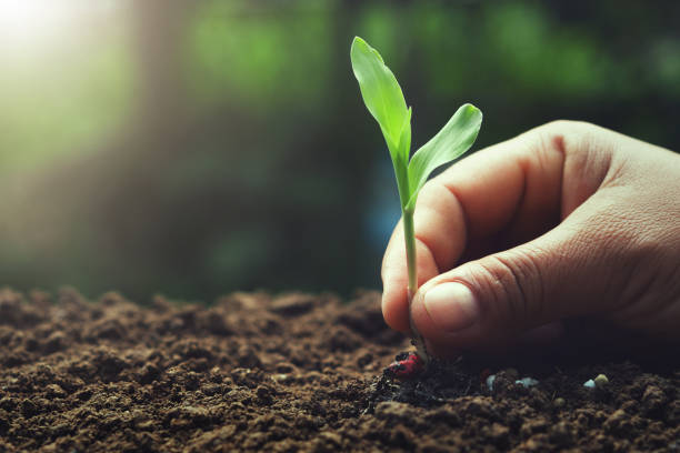 istock hand holding young corn for planting in garden 1153145900