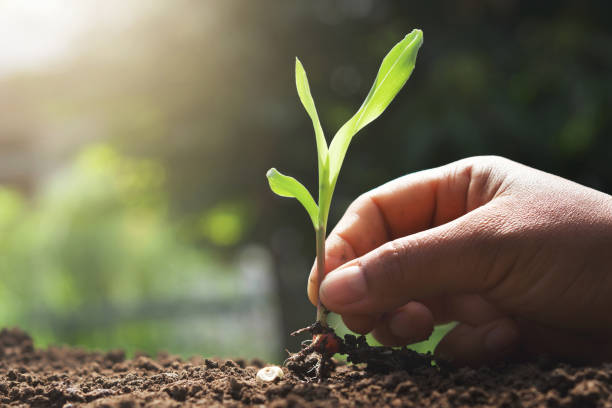 istock hand holding young corn for planting in garden 1153145901