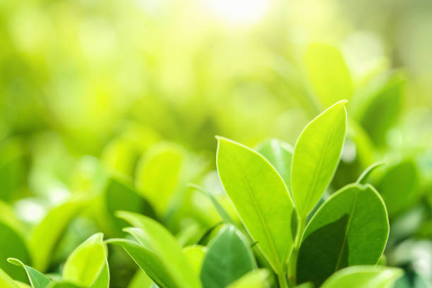 istock closeup green leaf on blur background at park 1153145951