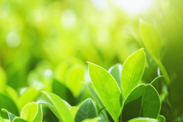 istock closeup green leaf on blur background at park 1153145952