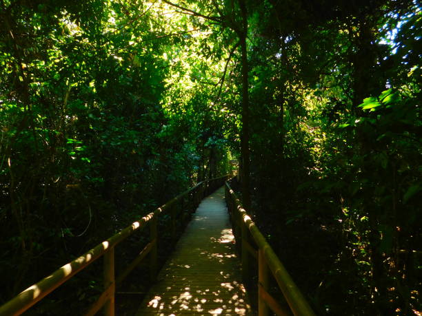 istock Manuel Antonio National Park trails. 1153145987