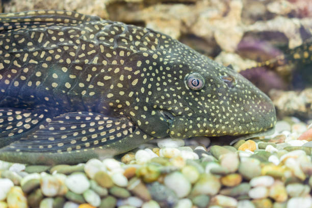 Aquarium Fish Bushymouth catfish (Ancistrus dolichopterus). Aquarium Fish Bushymouth catfish (Ancistrus dolichopterus). Ancistrus dolichopterus, one of the Ancistrus species called the Bushymouth catfish, is a species of armored catfish native to Brazil. bullhead fish stock pictures, royalty-free photos & images