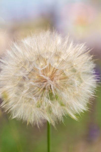 istock Spring outdoor, blooming white dandelion close-up 1153147779