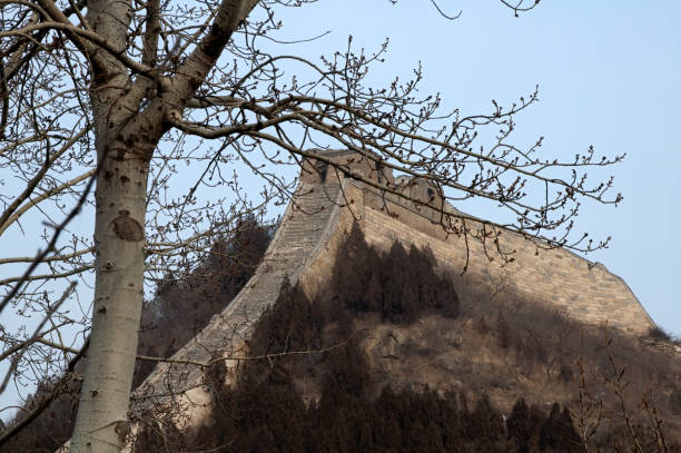 árvore desencapada com grande muralha da porcelana no fundo - huanghuacheng - fotografias e filmes do acervo