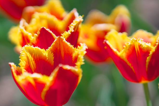 istock Tulip flower field 1153150115