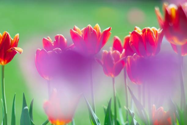 istock Tulip flower field 1153150136