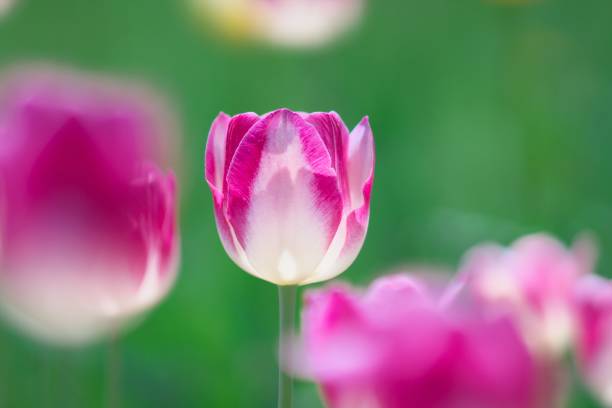 istock Tulip flower field 1153150249
