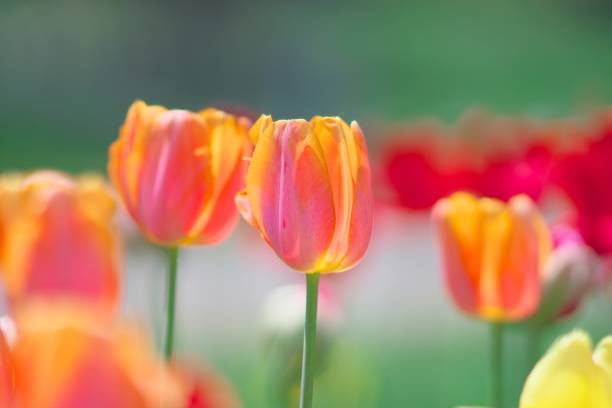 istock Tulip flower field 1153150293