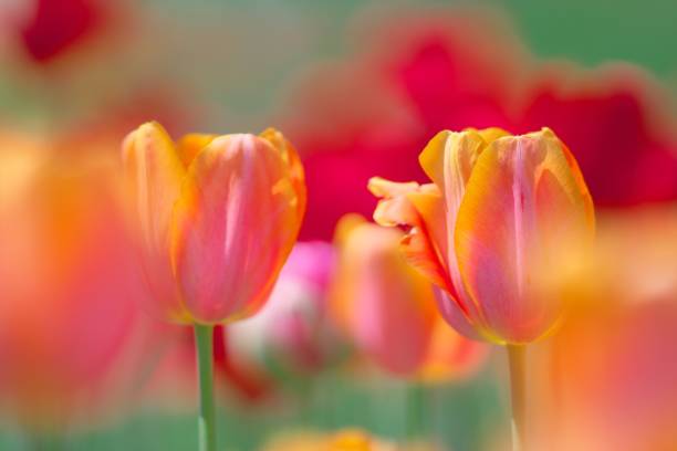 istock Tulip flower field 1153150303