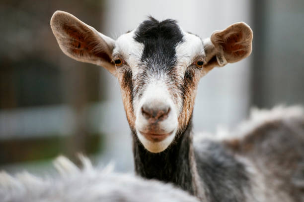 istock Goat outside during the day 1153152053