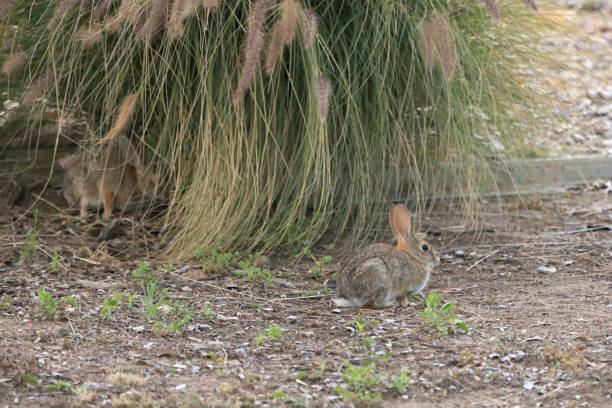 istock Cute Wild Rabbit (Hare) found at Moorpark, CA 1153152801