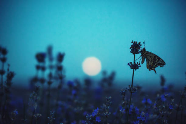 istock Lavender flowers with butterfly against full moon 1153152850
