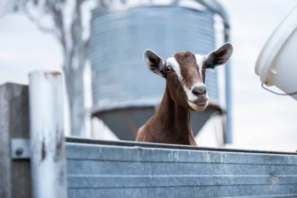 Goat outside in nature during the day time