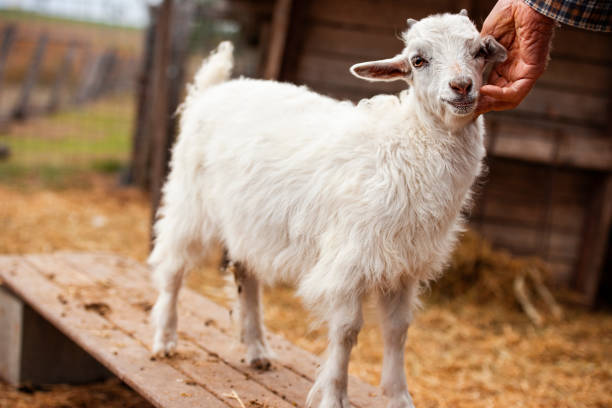 istock Goat outside during the day 1153153693