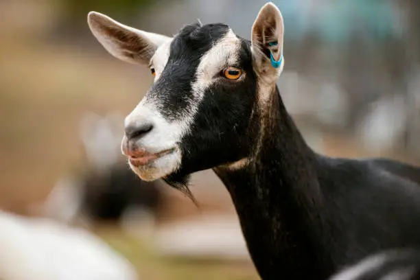 Photo of Goat outside during the day