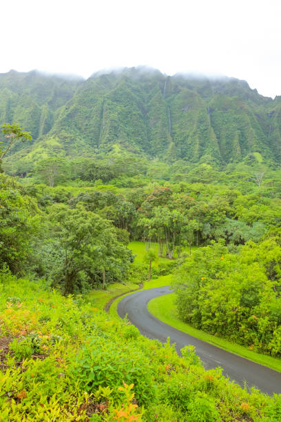 istock Ho'omaluhia Botanical Garden Mountain View Grenn Tree 1153153914