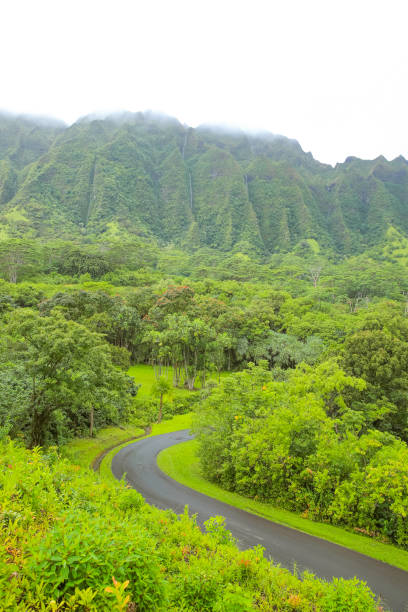 istock Ho'omaluhia Botanical Garden Mountain View Grenn Tree 1153153921