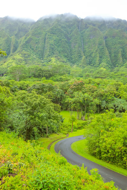 istock Ho'omaluhia Botanical Garden Mountain View Grenn Tree 1153153934