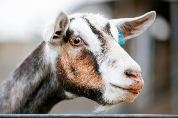 istock Goat outside during the day 1153153961